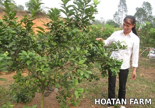 Mô hình trồng chanh tứ quý ở xã Liễn Sơn -  Huyện Lập Thạch