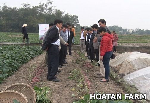 Đánh giá mô hình phát triển sản xuất một số giống khoai lang lấy củ năng suất cao, chất lượng tốt ở vùng trọng điểm Huyện Lập Thạch